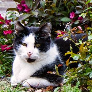 Katze im Blumenbusch