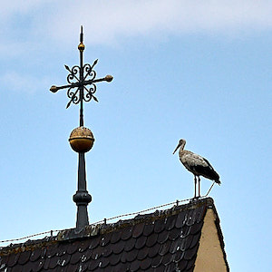 Storch in Irsingen