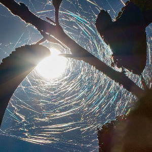 Spinnenwebe gegen die Sonne
